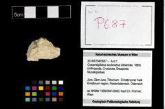 Foto (Objekt + Etikett) von Cracensigillatus acutirostrus (Moericke, 1889)  (NHMW-GEO-2014-0194-0687)